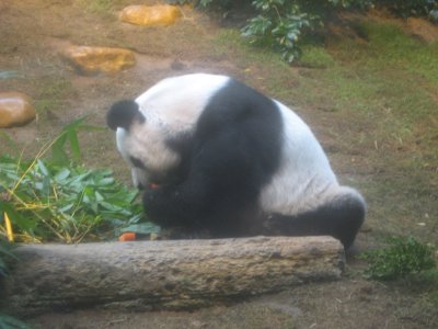 Giant Panda Habitat 1