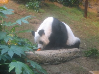 Giant Panda Habitat 3