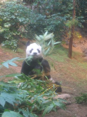Giant Panda Habitat 5