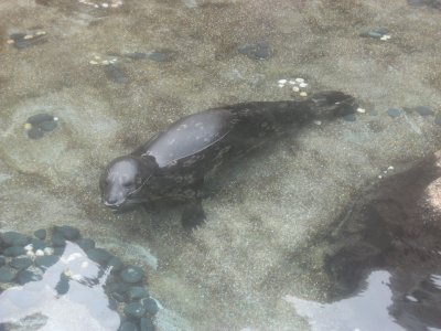 Sea Lions 1