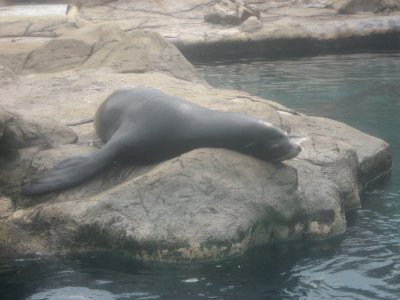 Sea Lions 2