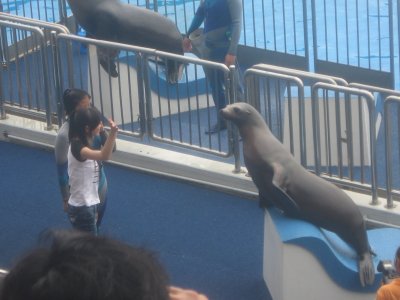 Dolphin and Seal Show 4