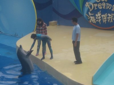 Dolphin and Seal Show 5