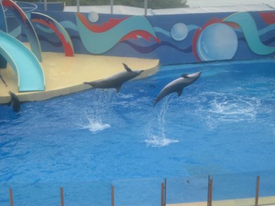 Dolphin and Seal Show 6