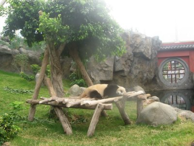 Giant Panda 3