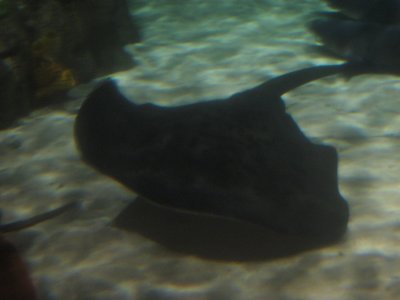 Aquarium 3 - Sting Ray