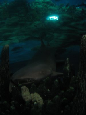 Aquarium 4 - Shark