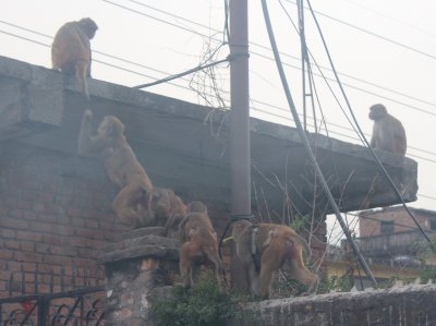 Swayambhunath 1
