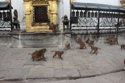 Swayambhunath 23