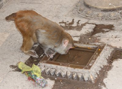 Swayambhunath 38