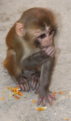 Swayambhunath 39