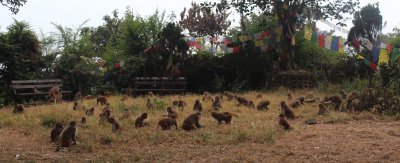 Swayambhunath 41