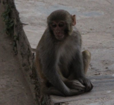 Swayambhunath 42