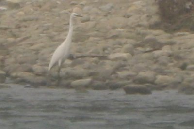 Canoeing 4 - Crane