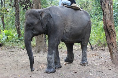 Elephant Briefing 1