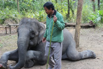 Elephant Briefing 11