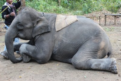 Elephant Briefing 12