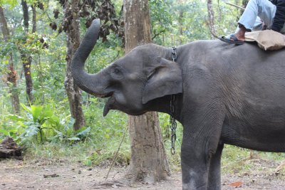 Elephant Briefing 2