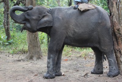 Elephant Briefing 3