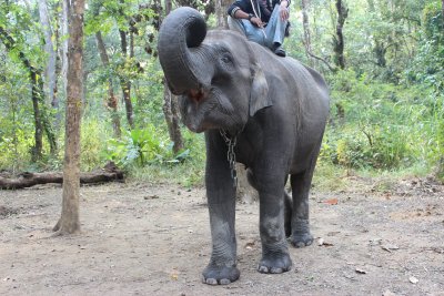 Elephant Briefing 4