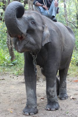 Elephant Briefing 5