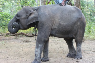 Elephant Briefing 6
