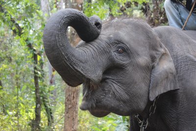 Elephant Briefing 7