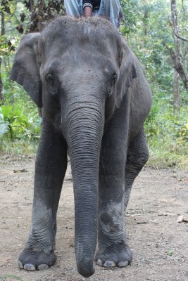 Elephant Briefing 8