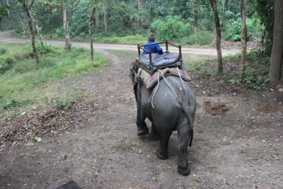 Elephant Ride 14