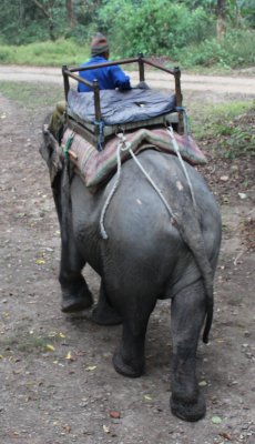 Elephant Ride 15