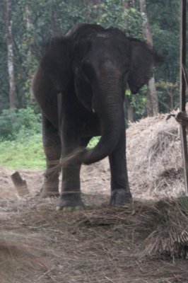 Elephant Stables 10