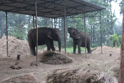 Elephant Stables 4