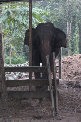 Elephant Stables 6
