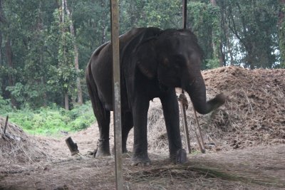 Elephant Stables 9