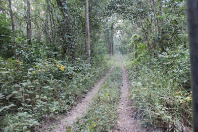 Jungle Drive 1