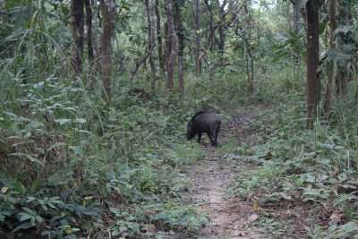 Jungle Drive 10 - Wild Boar