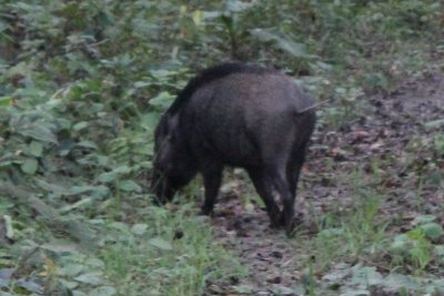 Jungle Drive 11 - Wild Boar