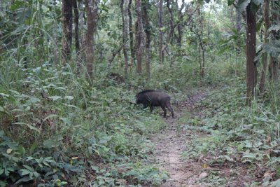 Jungle Drive 12 - Wld Boar