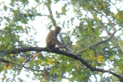 Jungle Drive 5 - Monkeys