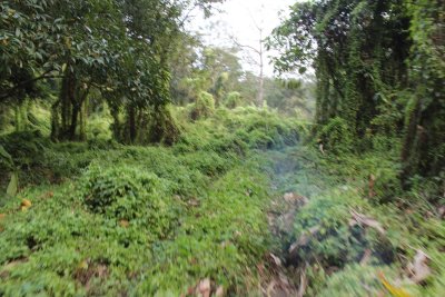 Jungle Drive 8 - Who Needs Roads