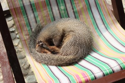 Lodge Life 11 - Mongoose at Rest