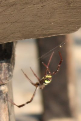 Lodge Life 13 - Spider and Web
