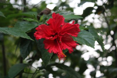 Lodge Life 14 - Flora