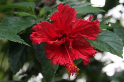 Lodge Life 15 - Flora