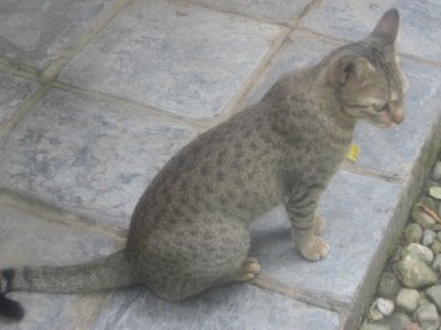 Lodge Life 19 - Jungle Cat