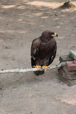 Lodge Life 2 - Injured Eagle