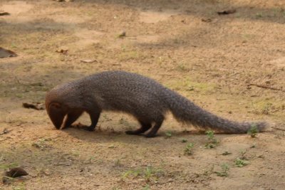 Lodge Life 4 - Mongoose