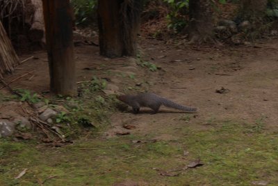 Lodge Life 5 - Mongoose