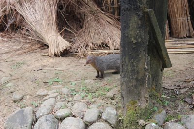 Lodge Life 6 - Mongoose