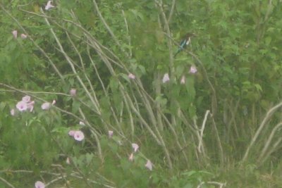 Nature Walk 1 - Kingfisher